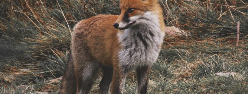 The Kitsune’s Folly