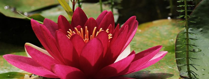 The Red Water Lily